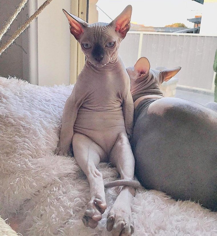 Сфинкс моя прелесть