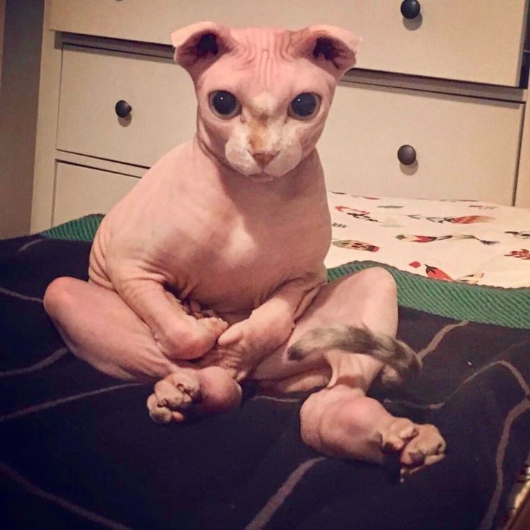 Смешные кошки сфинксы