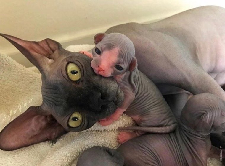 Сфинкс приколы