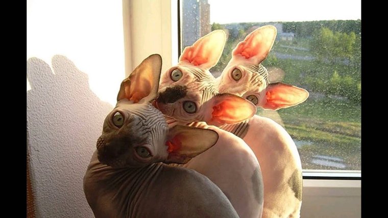 Сфинкс кошка приколы