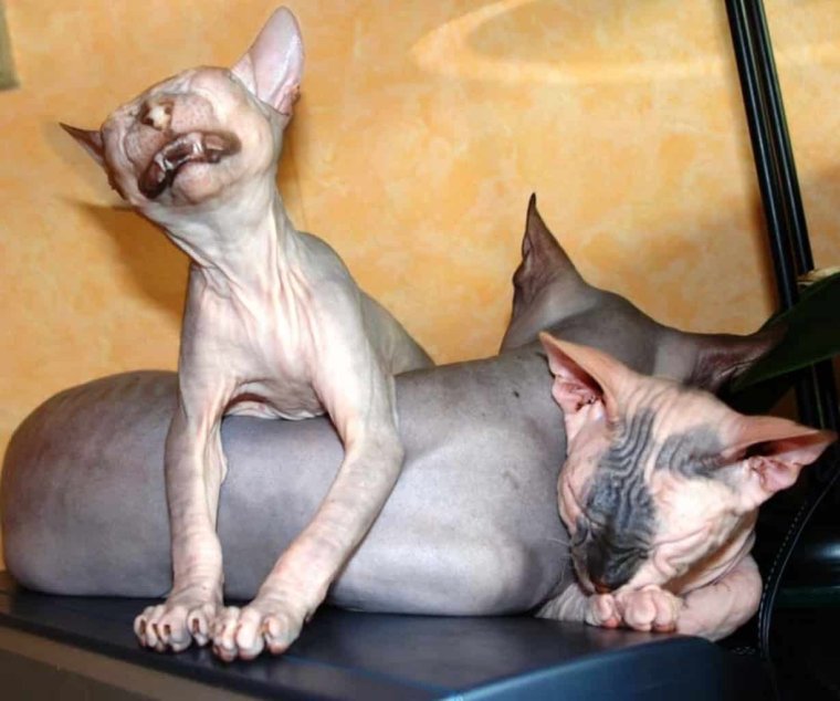 Лысый кот на окне