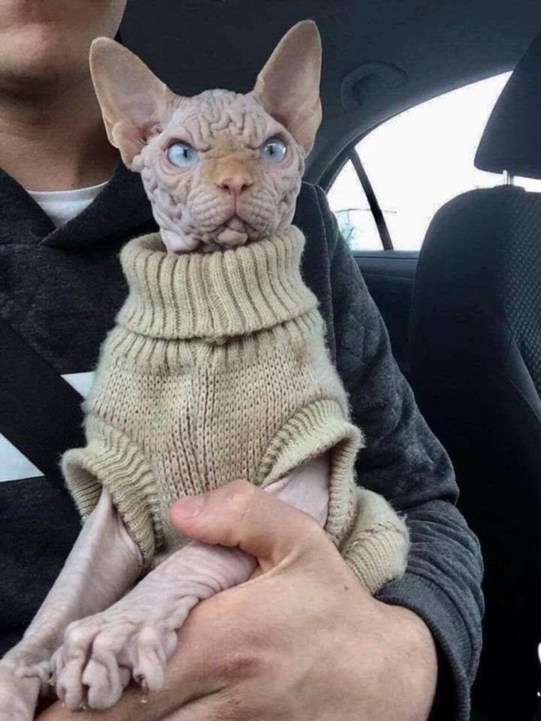 Локи — самый сердитый сфинкс в мире