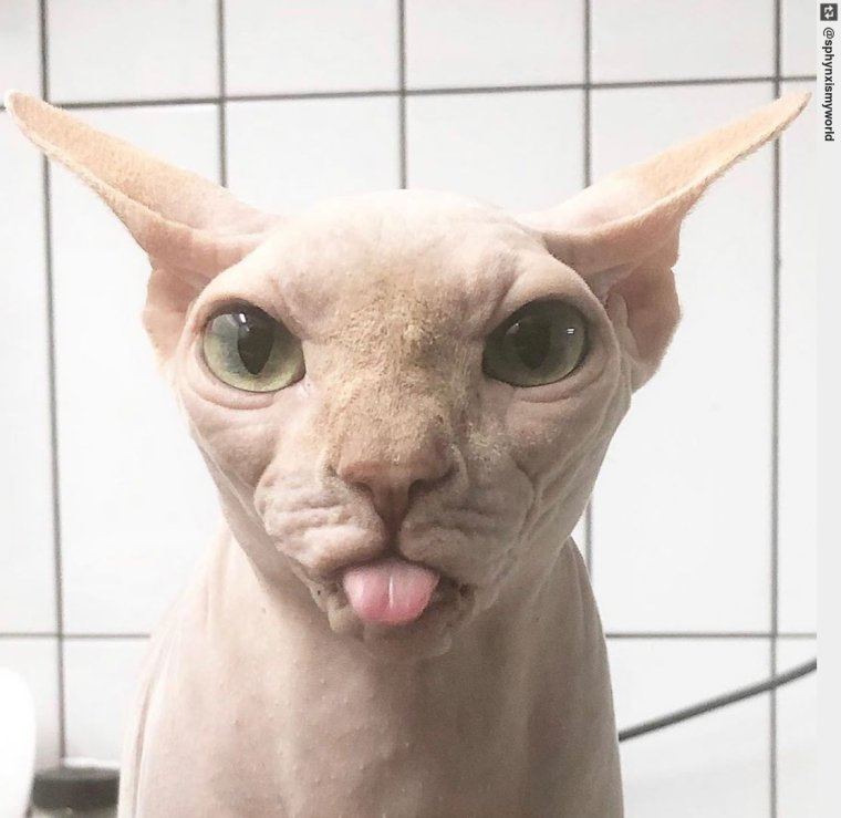 Смешные лысые коты