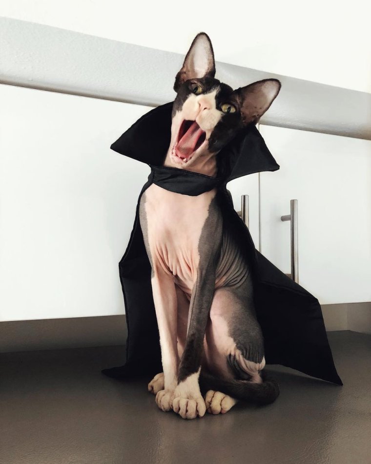 Сфинкс приколы