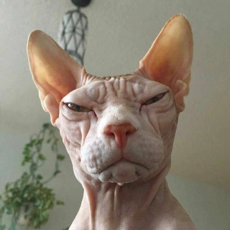 Очень смешные сфинксы