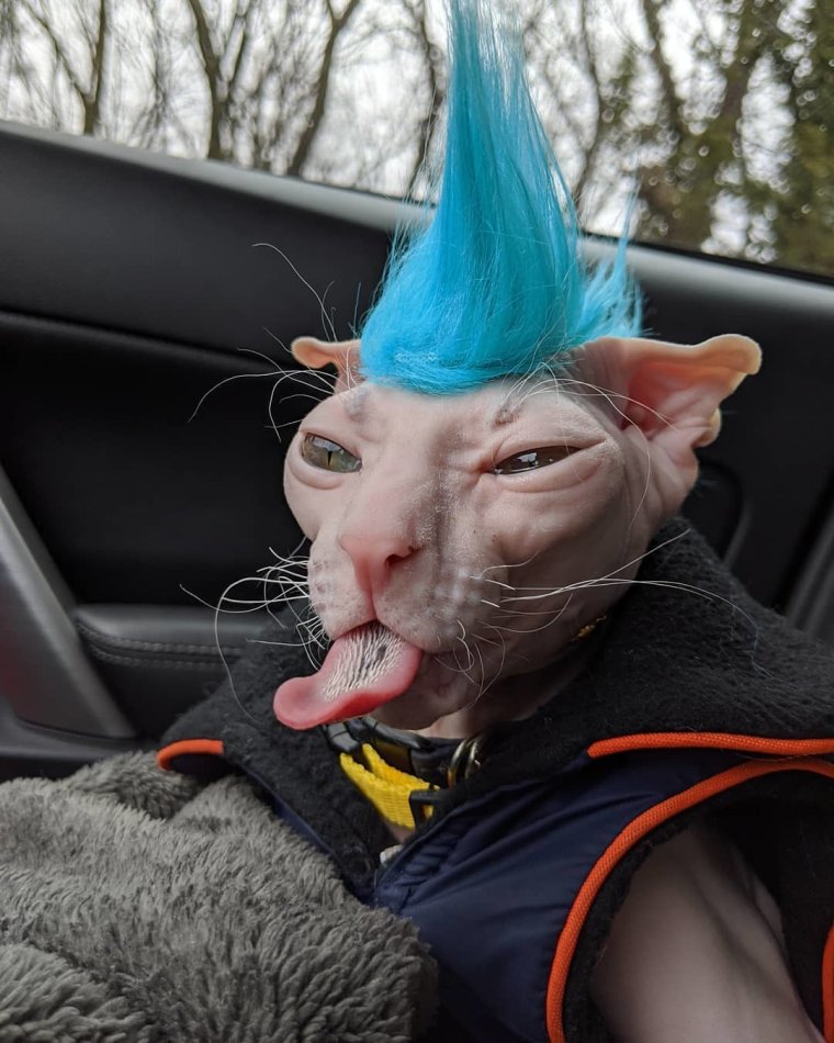 Кот с ирокезом