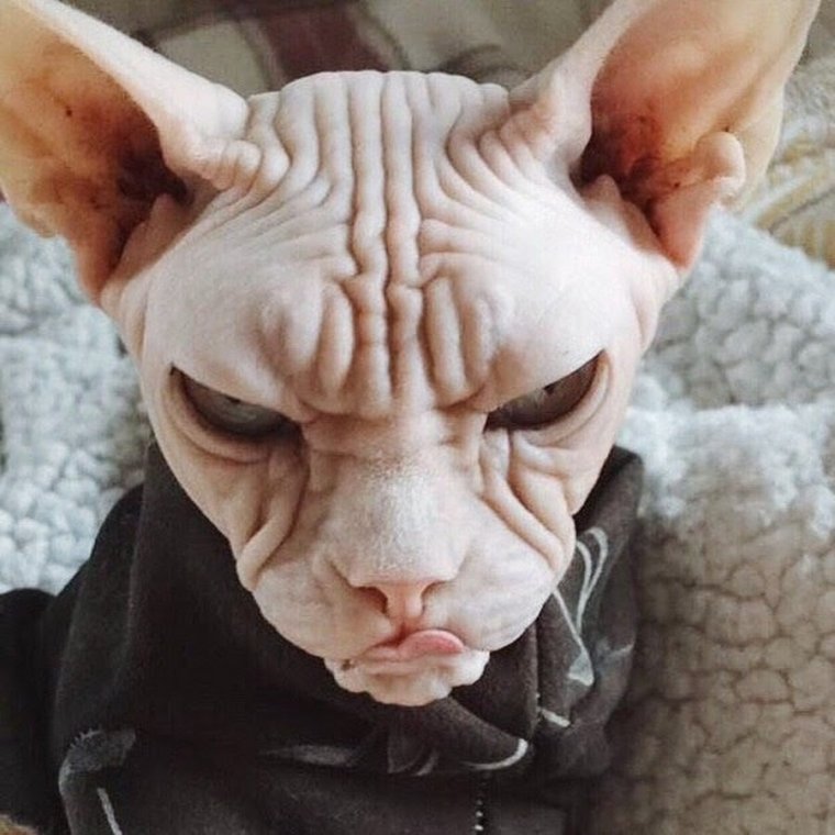 Прикольные сфинксы