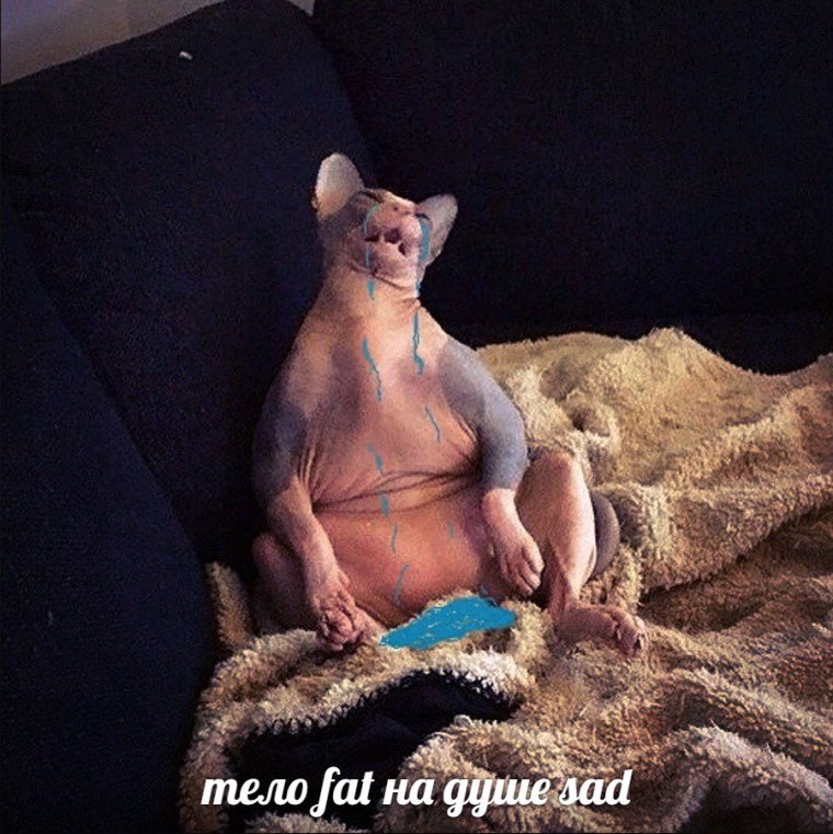 Скинни кот сфинкс