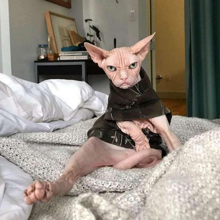 Лысая кошка смешная