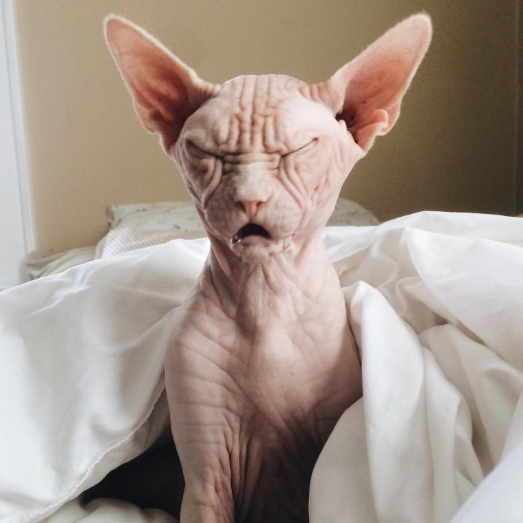 Забавные сфинксы