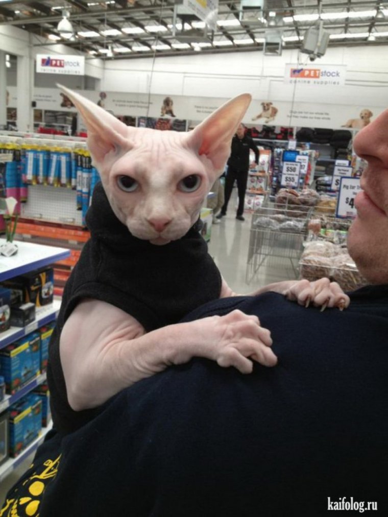 Донской сфинкс жирный