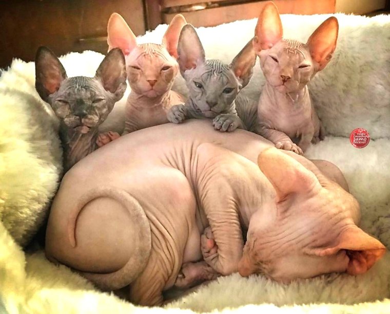 Сфинкс смеется