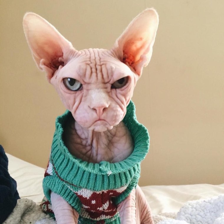 Злой сфинкс