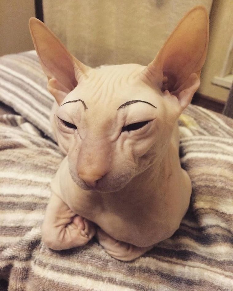 Сфинкс порода кошек