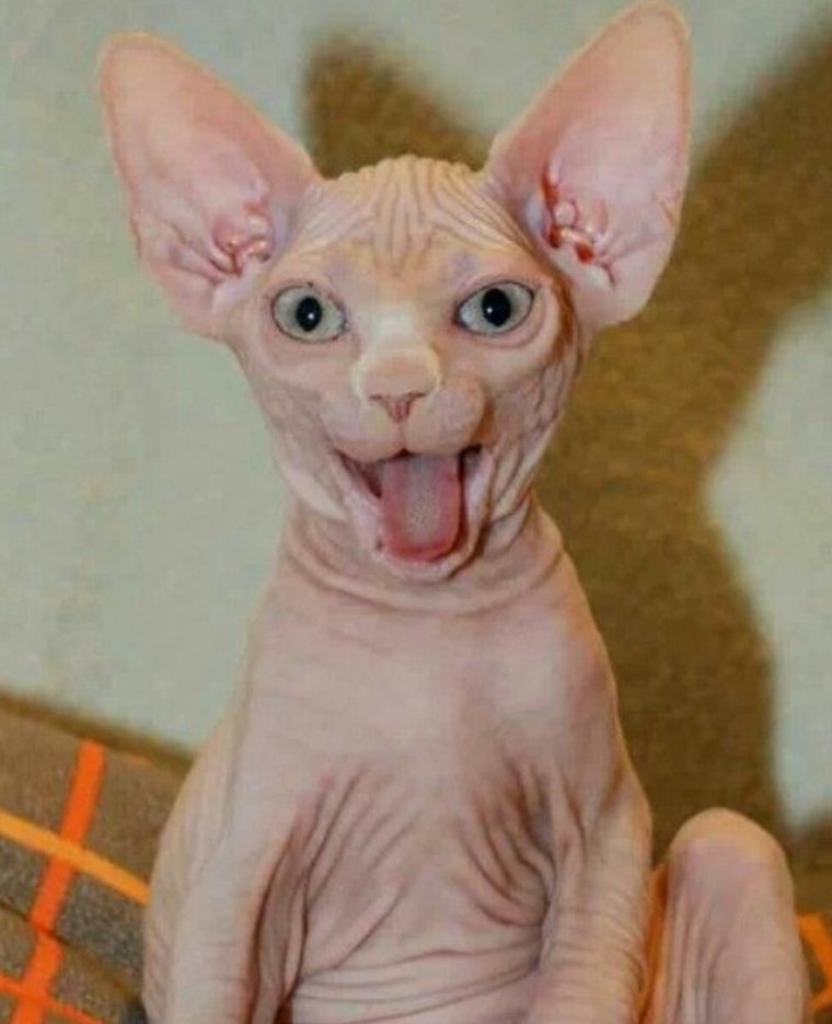 Сфинкс кошка приколы