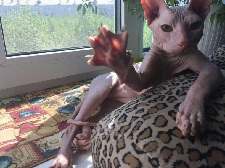 Смешные сфинксы