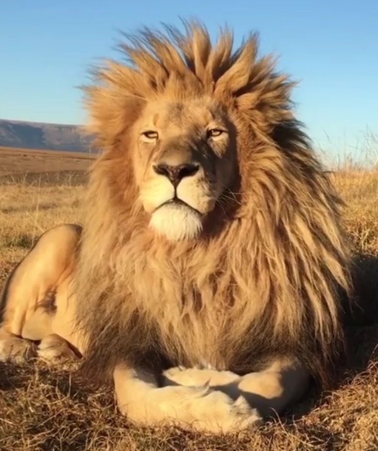 Смешной Лев