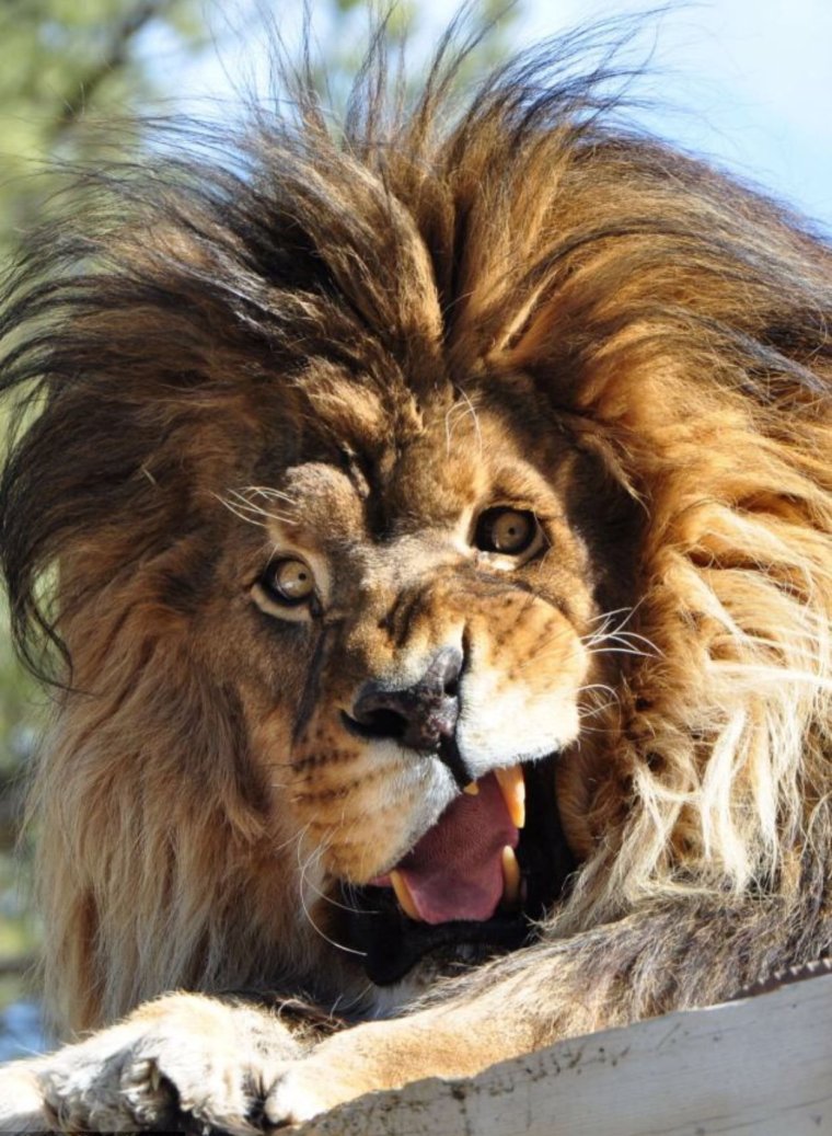 Лохматый Лев