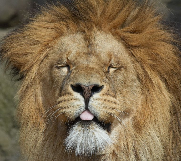 Barbary Lion