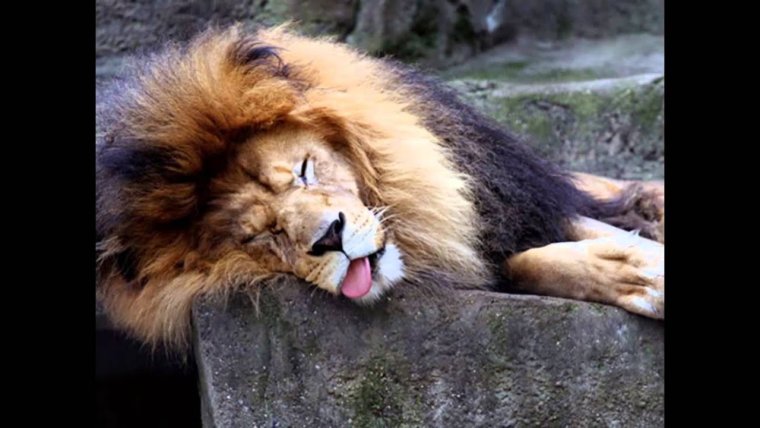 Уставший Лев