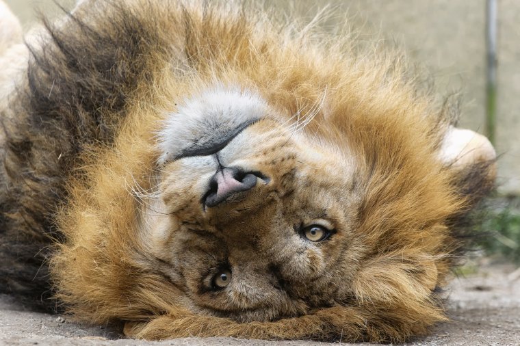 Смешной Львенок