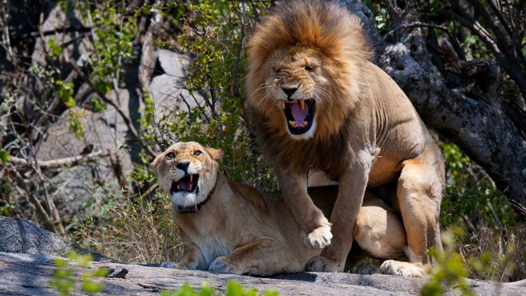 Лев сражается