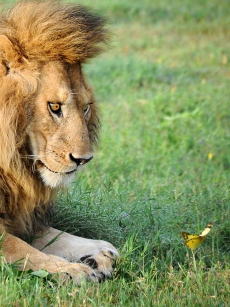 Смешной Лев