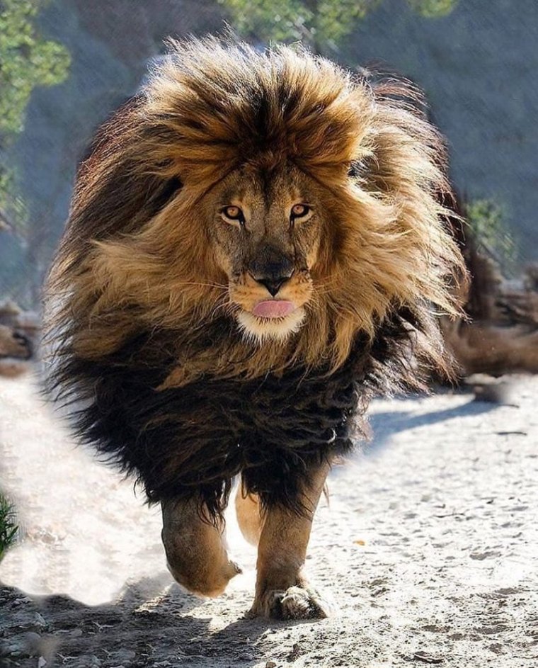 Пушистый Лев