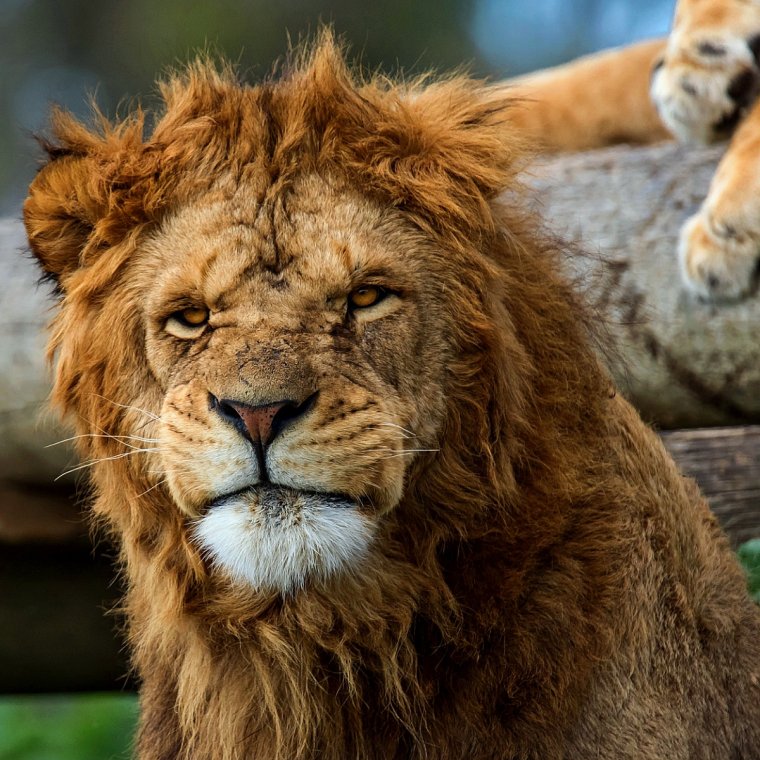 Смешной Лев