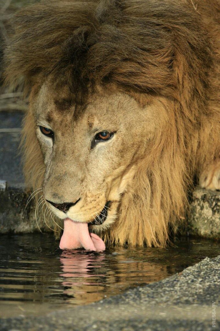 Прикольный Лев