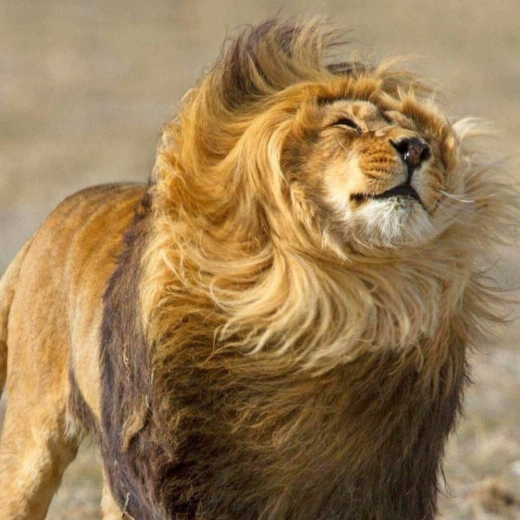 Прикольный Лев
