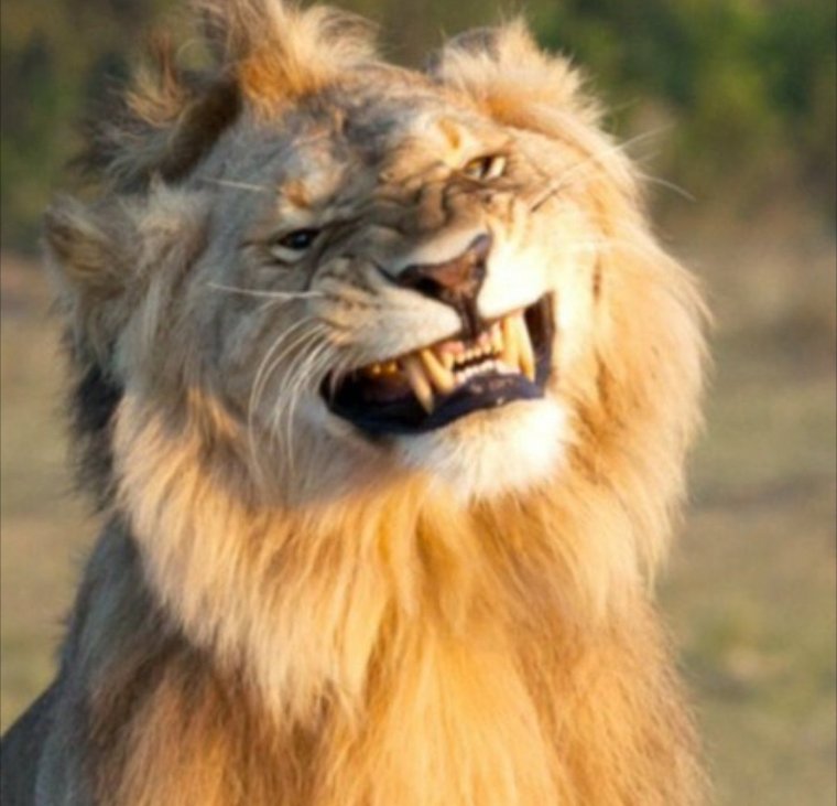 Смешной Лев