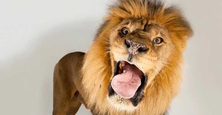 Прикольный Лев