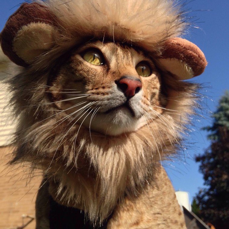 Лев весёлый