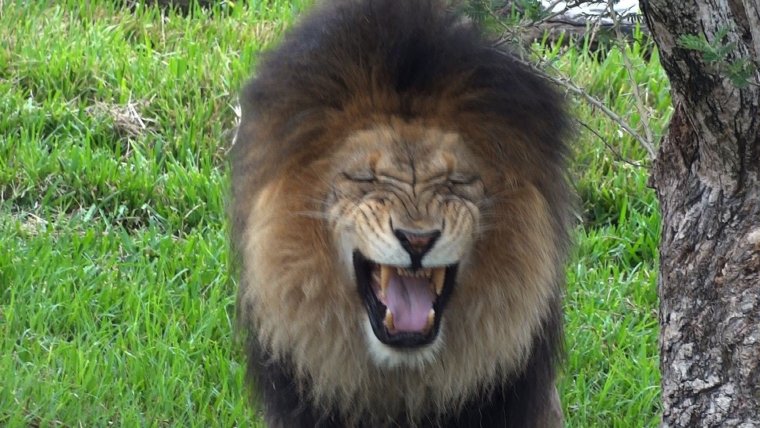 Лев радуется