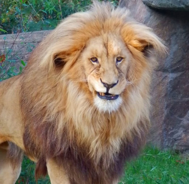 Смешной Лев