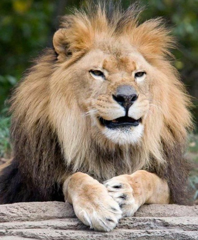 Радостный Лев