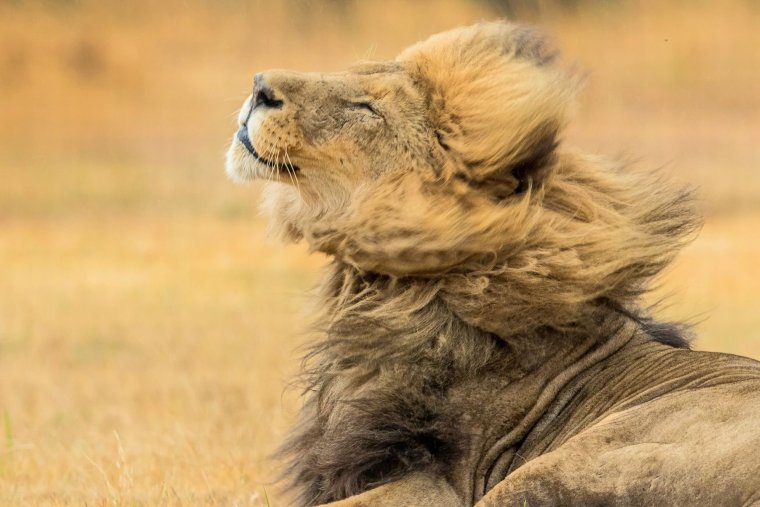 Лев весёлый