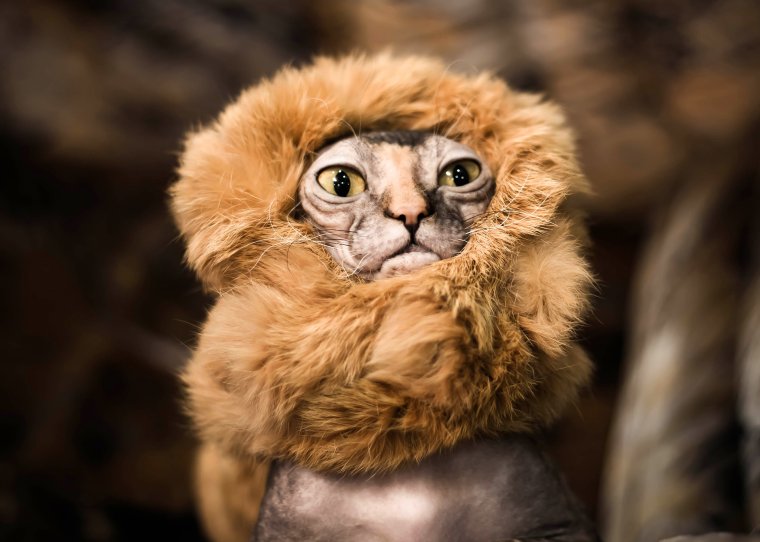 Лёва смешной