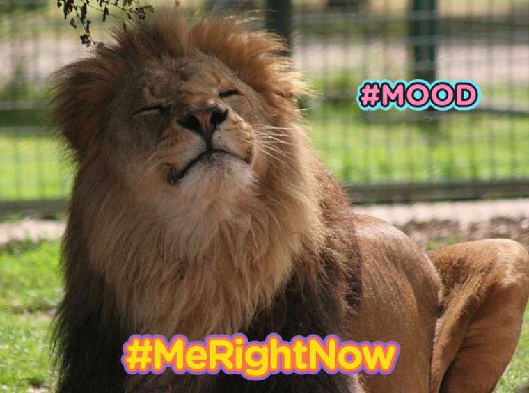 Довольный Лев