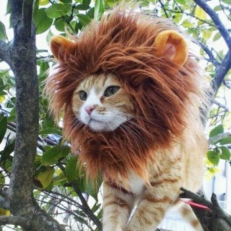 Кот с гривой Льва