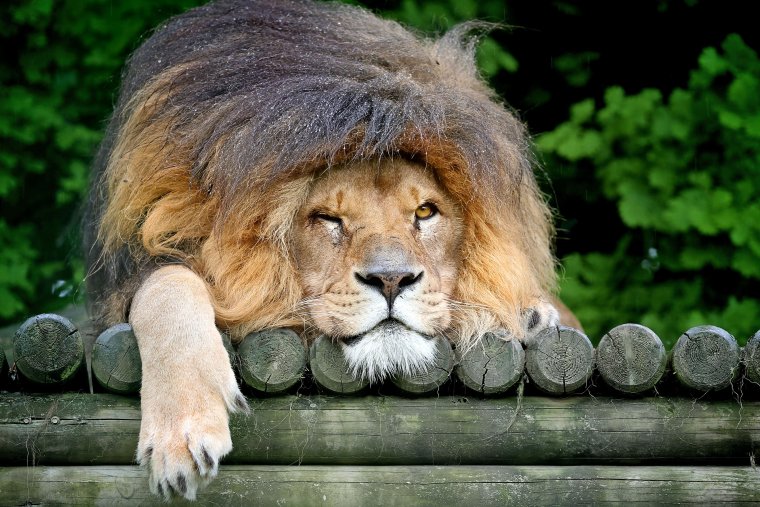 Лев под дождем