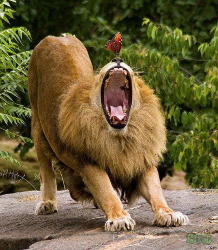 Лев царь зверей юмор