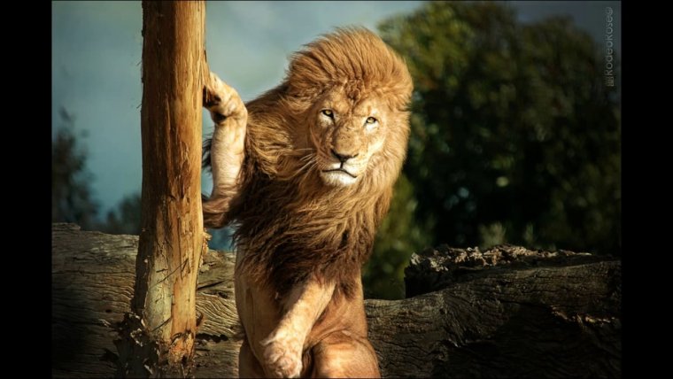 Смешные львы фото