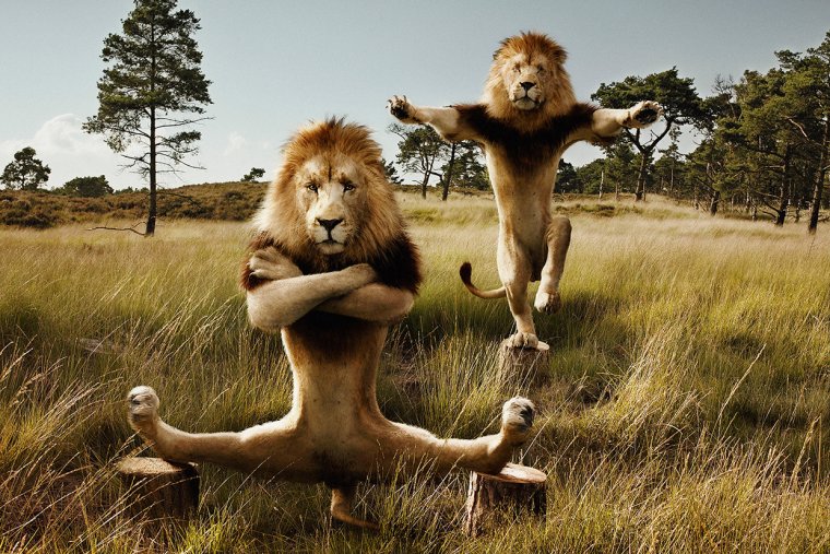 Креативный Лев