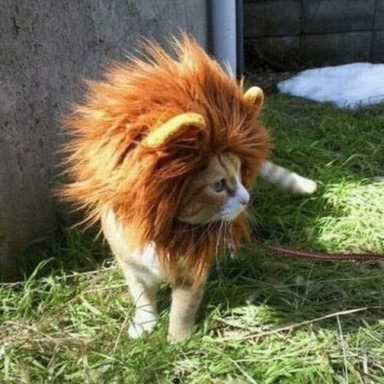 Львенок с гривой