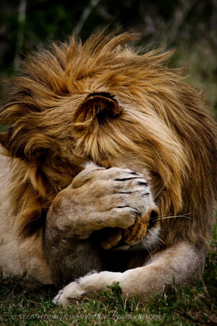 Львенок спит