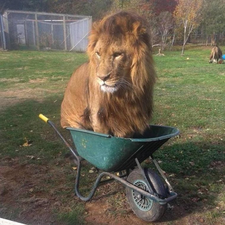 Лев в телеге