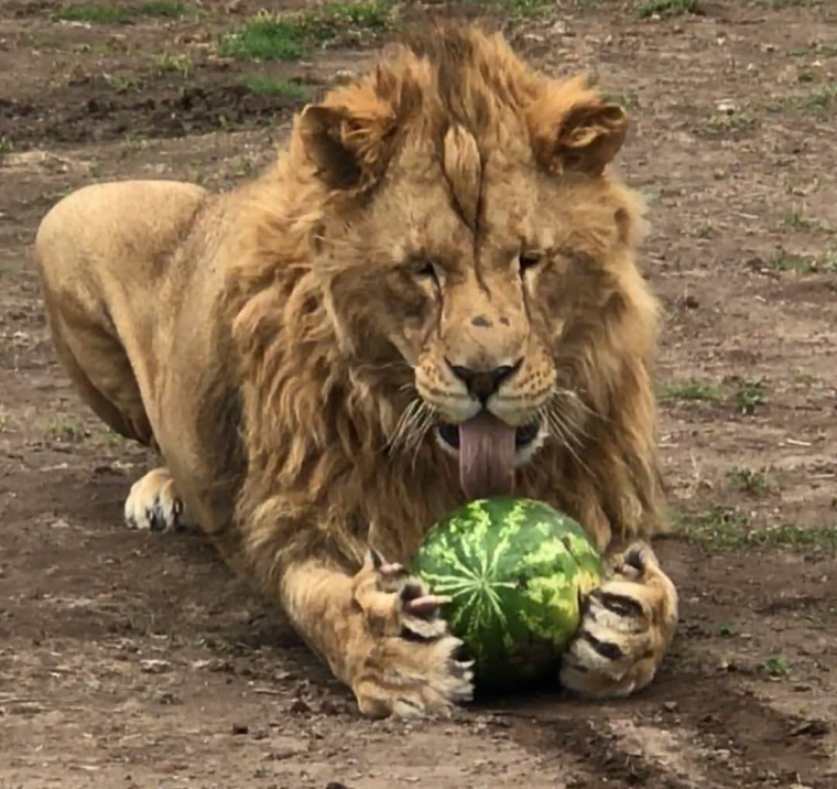 Лев вегетарианец