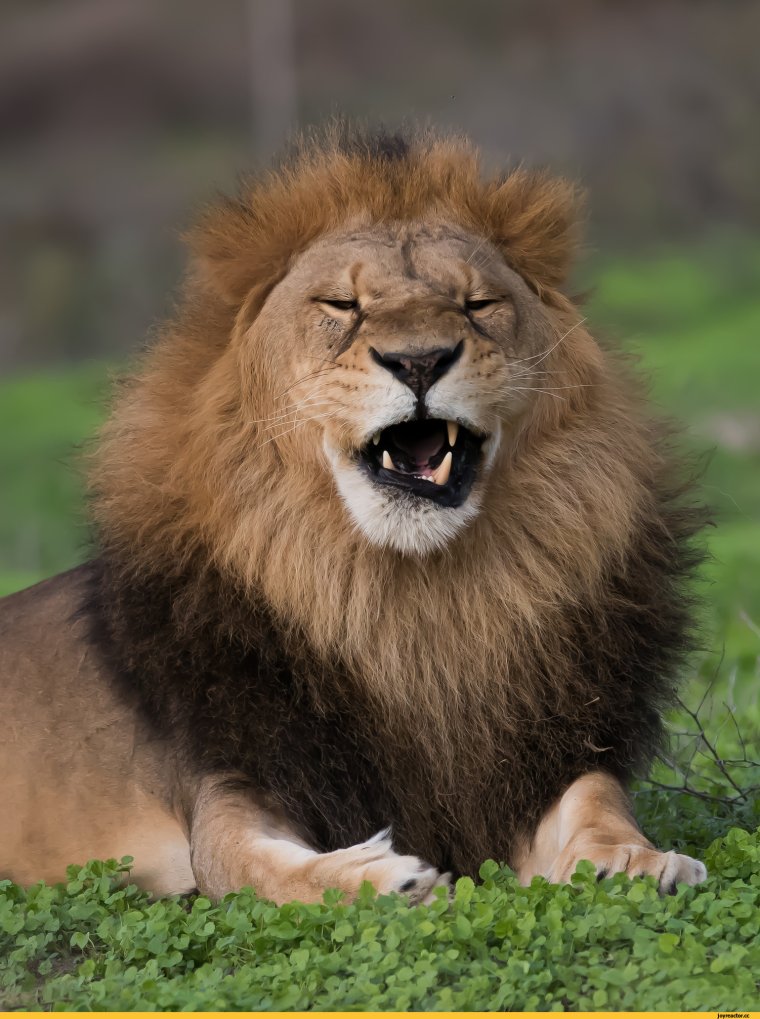 Смешной Лев